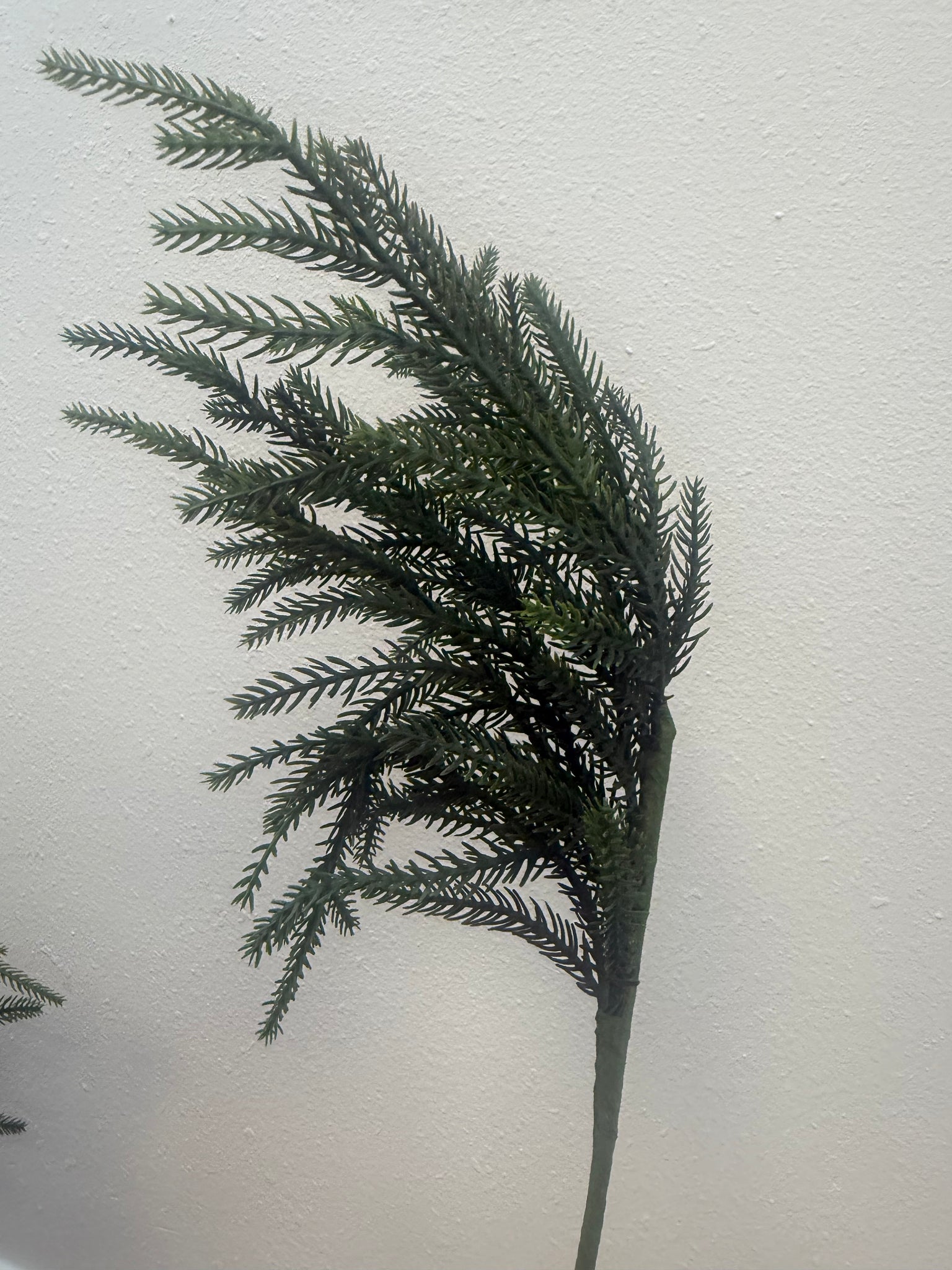 Northfolk pine branches